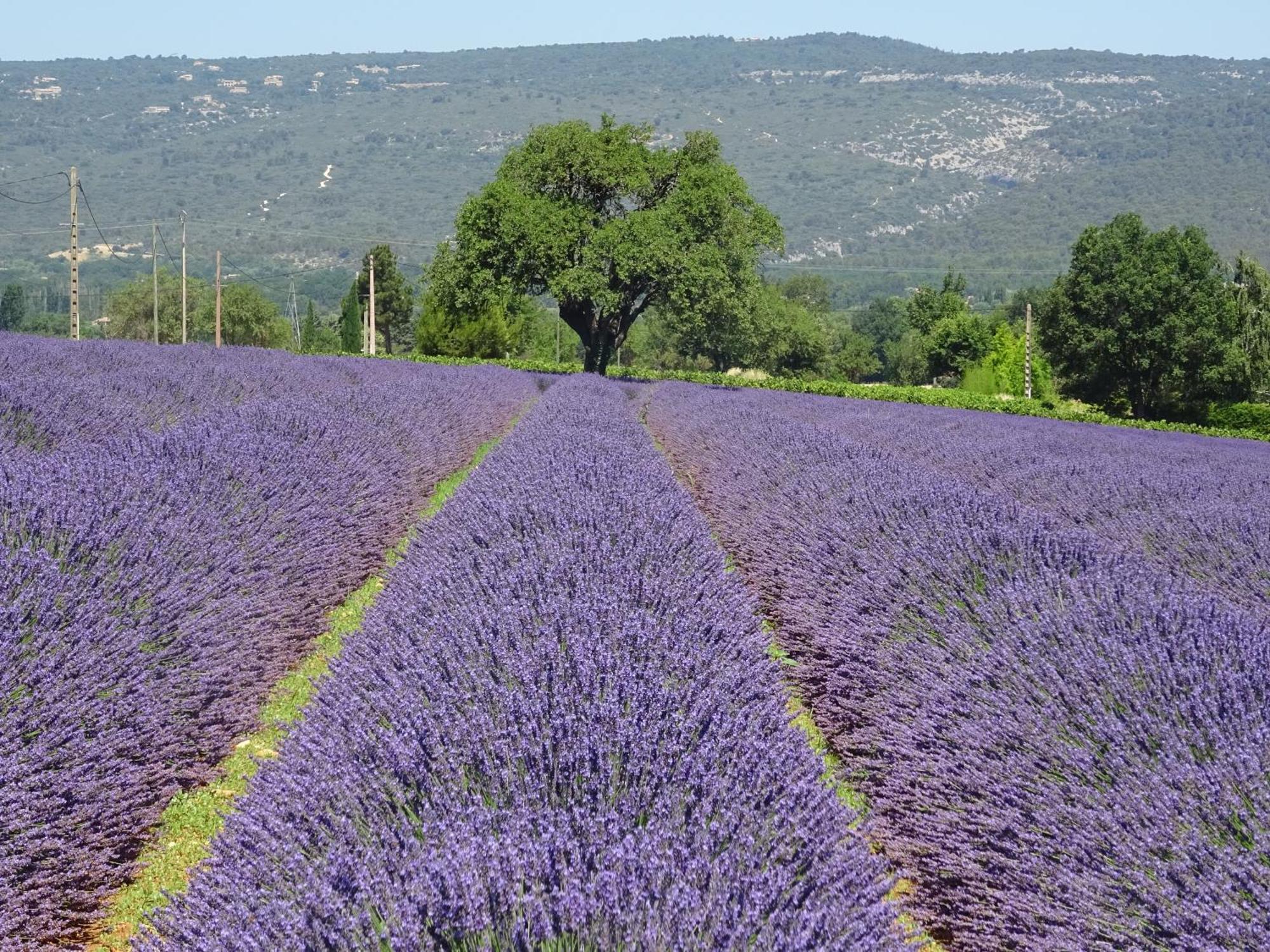 Vila Les Cistes Lioux Exteriér fotografie